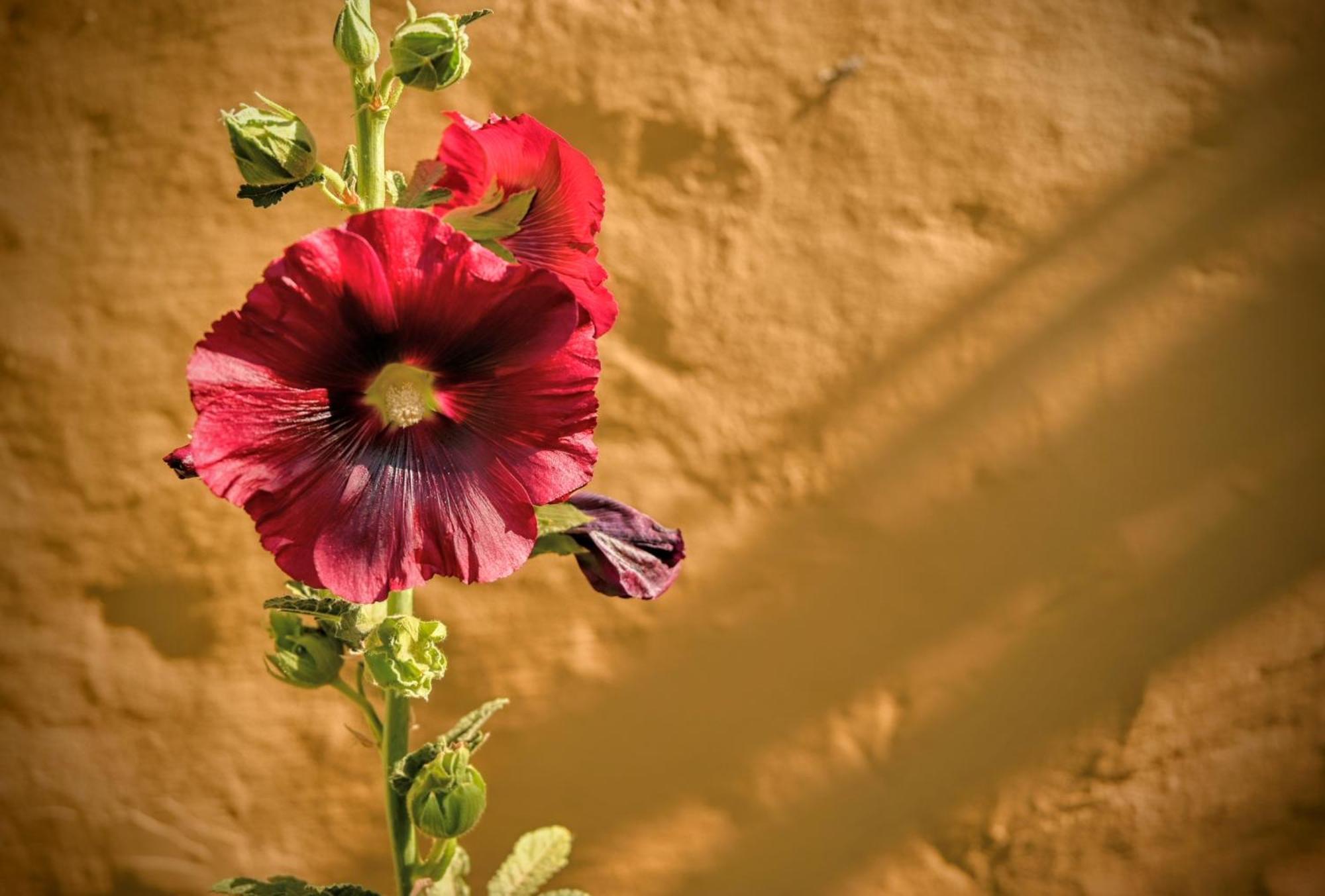 Cabana Kenty Wasy Humahuaca Exterior foto